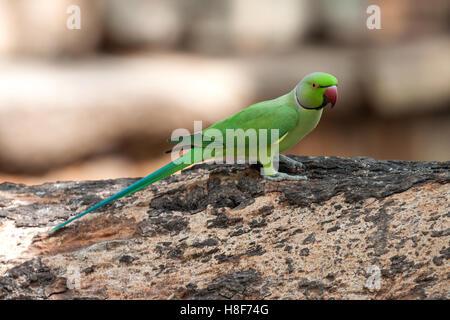 Rose-ringed or ring-necked parakeet (Psittacula krameri), Sri Lanka Stock Photo