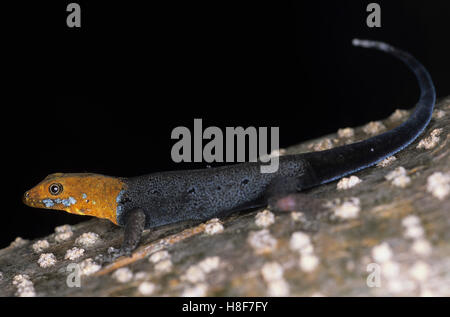 Yellow-headed gecko (Gonatodes albogularis), Nicaragua Stock Photo