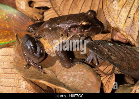 Smoky jungle frog (Leptodactylus pentadactylus), Nicaragua Stock Photo