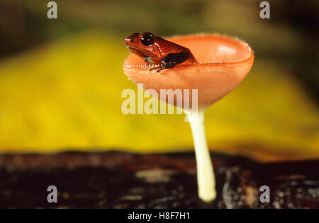 Strawberry poison-dart frog (Dendrobates pumilio), in a Scarlet cup fungus (Sarcoscypha sp.), Nicaragua Stock Photo