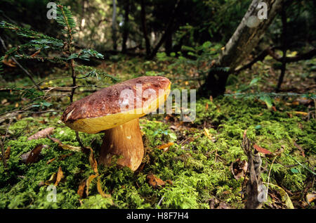 King bolete (Boletus edulis) growing on a moss cushion in autumn ...