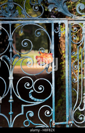 Walled garden blue wrought iron gate and grape leaf in autumn at Rousham House and Garden. Oxfordshire, England Stock Photo