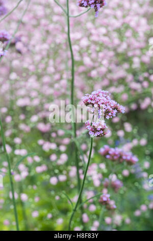 Verbena bonariensis flowers in front of Gypsophila paniculata 'Flamingo' flowers Stock Photo