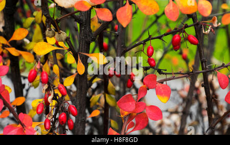 Cornus mas (Cornelian cherry, European cornel or Cornelian cherry dogwood) at autumn Stock Photo