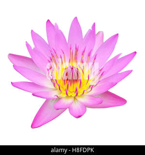 Closed Up Pink Lotus isolated on white background Stock Photo