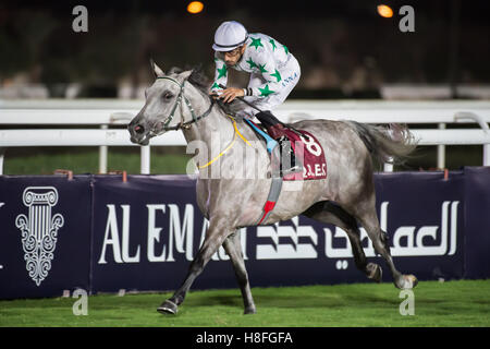 DOHA, QATAR - November 3rd 2016 Qatar Racing and Equestrian Club. Alberto Sanna riding Afreetah during race 3 of the second race Stock Photo