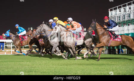 DOHA, QATAR - November 3rd 2016 Qatar Racing and Equestrian Club. Luca Sorrentino riding Dardawan during race 5 of the second ra Stock Photo