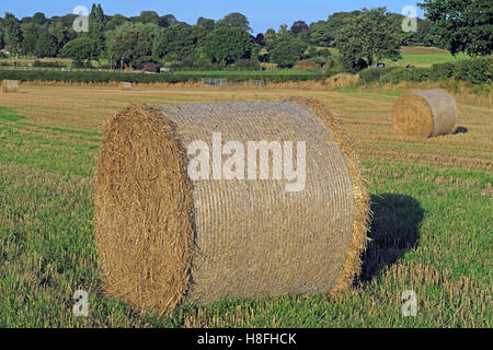 Late summer hay bales in a field, Moore, Warrington, Cheshire, England, UK Stock Photo