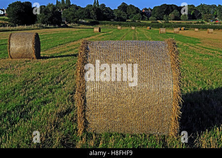 Late summer hay bales in a field, Moore, Warrington, Cheshire, England, UK