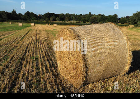 Late summer hay bales in a field, Moore, Warrington, Cheshire, England, UK