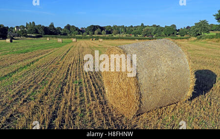 Late summer hay bales in a field, Moore, Warrington, Cheshire, England, UK Stock Photo