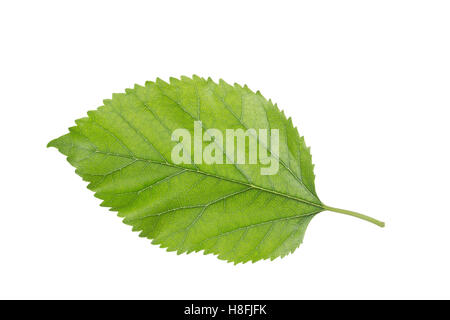 https://l450v.alamy.com/450v/h8fjfk/weier-maulbeerbaum-weie-maulbeere-morus-alba-white-mulberry-silkworm-h8fjfk.jpg