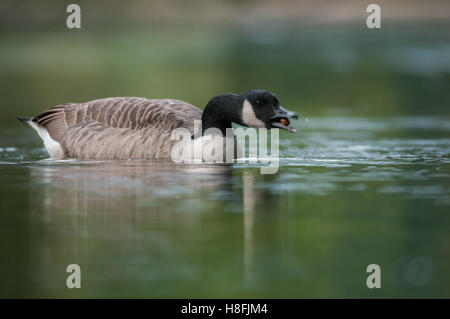 Canada Goose Branta canadensis swimming in lake chewing an acorn, Essex, October Stock Photo