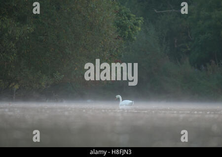 Mute Swan Cygnus olor on a tranquil lake at dawn, Essex, October Stock Photo