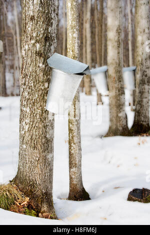 Sap cans on maple tree during syrup harvest Stock Photo