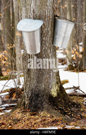 Sap cans on maple tree during syrup harvest Stock Photo