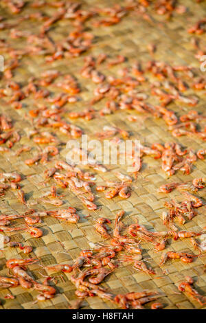 Dried Shrimp, Moat Khla, Floating Fisherman Village, Tonle Sap Lake, Cambodia Stock Photo