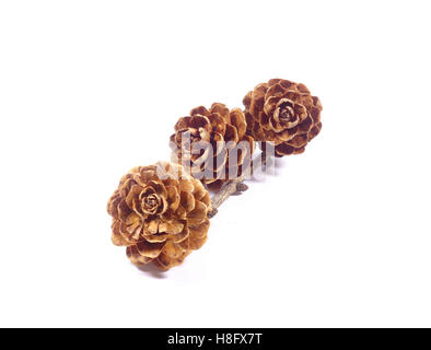 Close-up of three natural dry tiny pine cones with tree branch isolated on white background Stock Photo