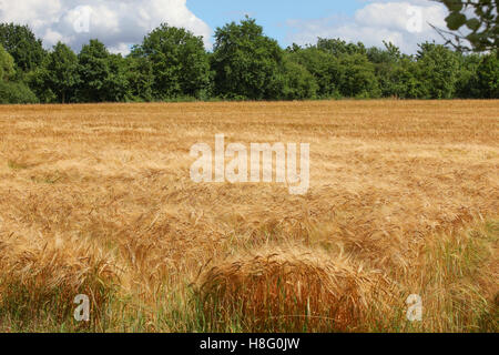 Field wheat sky line image of countryside summer picnic dreams idyllic childhood moments England agriculture, nature, brown. Stock Photo