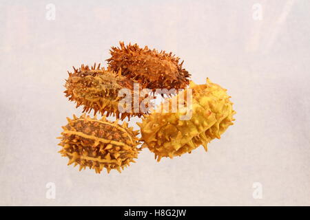 African cucumber a melon with horns isolated on a white background with copy space Stock Photo