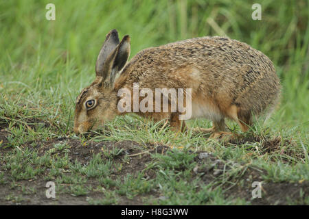 A Brown Hare (Lepus europaeus) feeding at the side of a field. Stock Photo