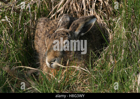 A Brown Hare (Lepus europaeus) hiding in the long grass. Stock Photo