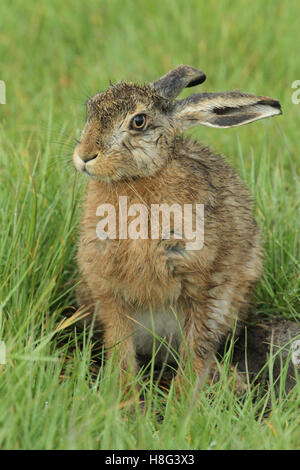 A wet Brown Hare (Lepus europaeus) leveret sitting in a field in the rain. Stock Photo