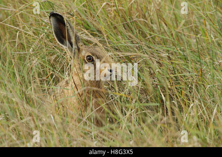 A Brown Hare (Lepus europaeus) leveret sitting in long grass hiding. Stock Photo