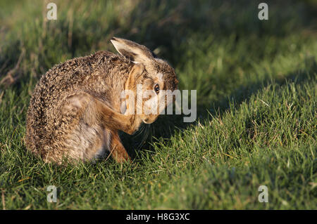 A Brown Hare (Lepus europaeus) cleaning its foot in a field. Stock Photo