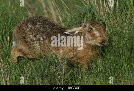 A Brown Hare (Lepus europaeus) stretching in the long grass. Stock Photo