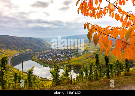 Moselle valley, near the village of Kröv, Germany, Moselle river, river loop, vineyards in fall, freight ship on the river, Stock Photo