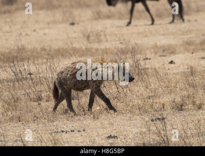 A spotted or laughing hyena in the Ngorongoro Crater, Tanzania Stock Photo