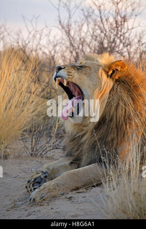 Yawning big male African lion (Panthera leo) in early morning light, Kalahari desert, South Africa