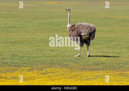 Female ostrich (Struthio camelus) in grassland with yellow wild flowers, South Africa Stock Photo