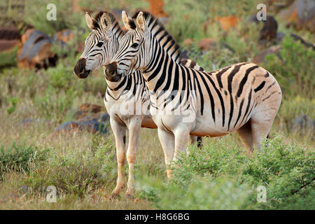 Two plains (Burchells) zebras (Equus burchelli) in natural habitat, South Africa