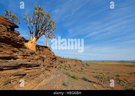 Landscape with rocky mountain and quiver trees (Aloe dichotoma), Northern Cape, South Africa Stock Photo