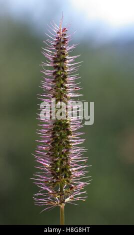 This is Setaria adhaerens, the Bur Bristlegrass, from the family Poaceae Stock Photo