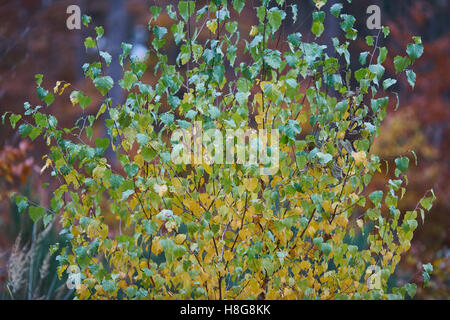 Young silver warty birch turning yellow at fall Betula pendula Stock Photo