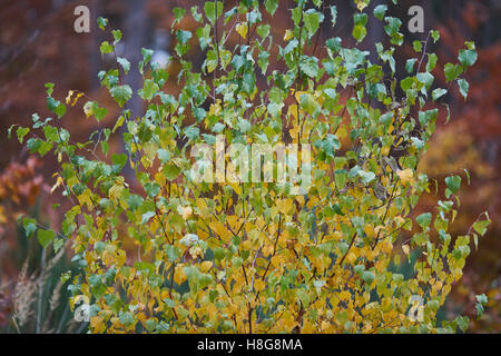Young silver warty birch turning yellow at fall Betula pendula Stock Photo