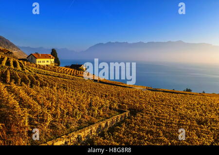 Lavaux region with vineyard and Geneva lake by autumn sunset, Vaud, Switzerland Stock Photo