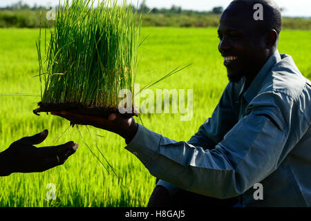 BURKINA FASO, Bobo Dioulasso, village Bama, paddy farming, production of Hybrid rice seeds for NAFASO, nursery field