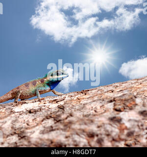 Chameleon on the trunk timber and blue sky background for concept of animal nature. Stock Photo