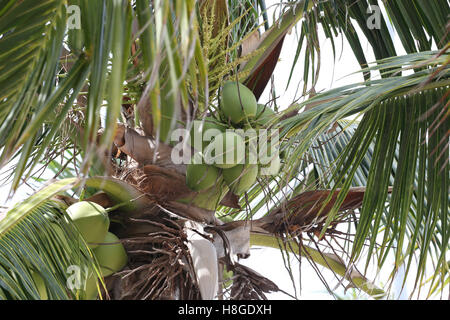 coconut fruit on coconut tree in garden Thailand,This plant of palm and found throughout in seaside tropical. Stock Photo
