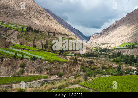 Spring Vineyard. Elqui Valley, Andes part of Atacama Desert in the Coquimbo region, Chile Stock Photo