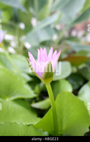 Pink Lotus flower bloom in pond,water lily in the public park and green leaves surrounding.