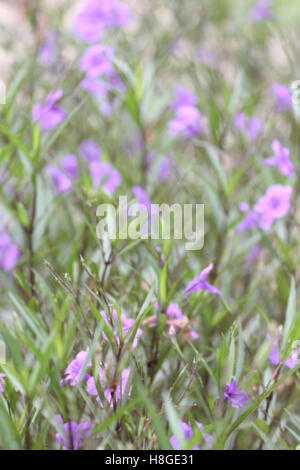 Beautiful of purple Ruellia tuberosa flower or popping pod bloom in public garden. Stock Photo