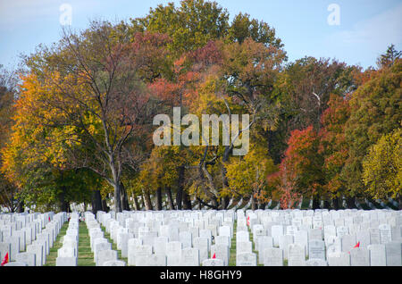 Fall colors contrast with white headstones at Arlington National Cemetery in Arlington, Virginia, Veterans Day 2016. Stock Photo