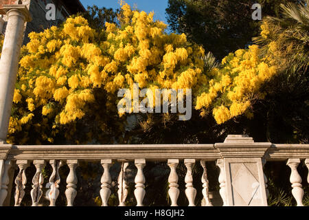 Frankreich, Cote d Azur, bei Saint Raphael, alte Villa mit blühenden Mimosen ( Akazien ) Stock Photo