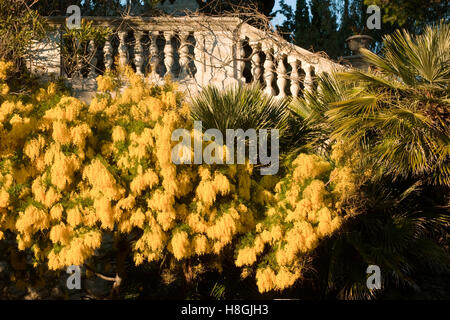 Frankreich, Cote d Azur, bei Saint Raphael, alte Villa mit blühenden Mimosen ( Akazien ) Stock Photo