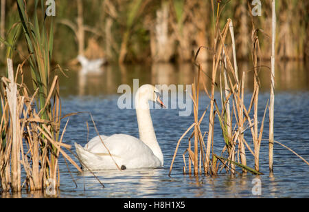 Melton Mowbray, Leicestershire, UK. 13th November, 2016. Ducks & Gulls battle for the weekends tip bits of bread as winter nears.  visiting bird watchers watch out for king fishers, visitors feed the Mallards & Credit: Clifford Norton/Alamy Live News Stock Photo